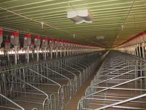 自動(dòng)料線(xiàn)的生產(chǎn)廠家