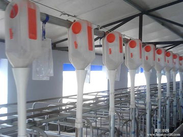 育肥料線(xiàn)的安裝設(shè)計(jì)結(jié)構(gòu)