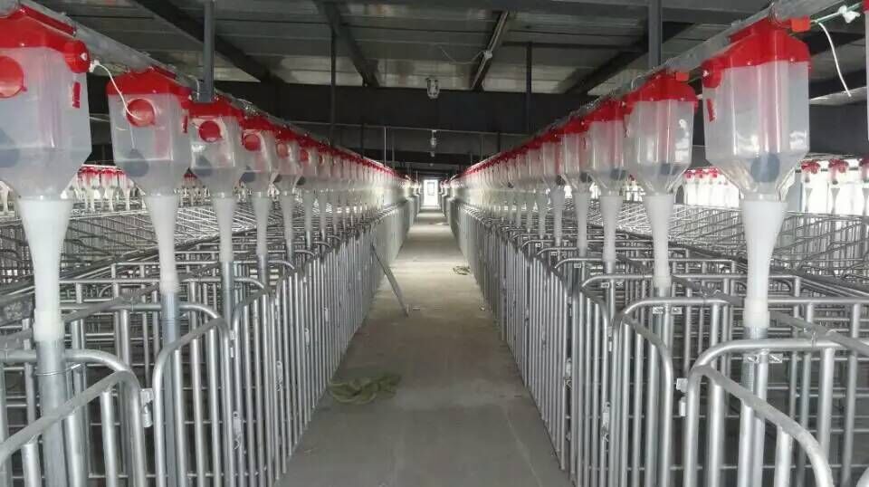 豬用料線自動(dòng)化料線設(shè)計(jì)自動(dòng)料線蛟龍規(guī)格