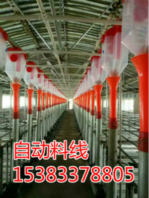自動化養(yǎng)豬系統(tǒng)安裝供應