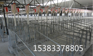 養(yǎng)豬設(shè)備自動(dòng)化養(yǎng)豬料線