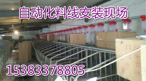 豬場(chǎng)料線 鏈條式料線 蛟龍料線 養(yǎng)豬設(shè)備