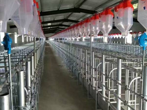 豬場自動(dòng)喂料線