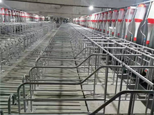 現(xiàn)代化豬場自動(dòng)喂料線