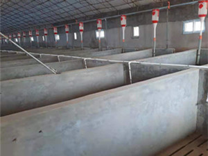 育肥豬上料系統(tǒng)自動(dòng)化